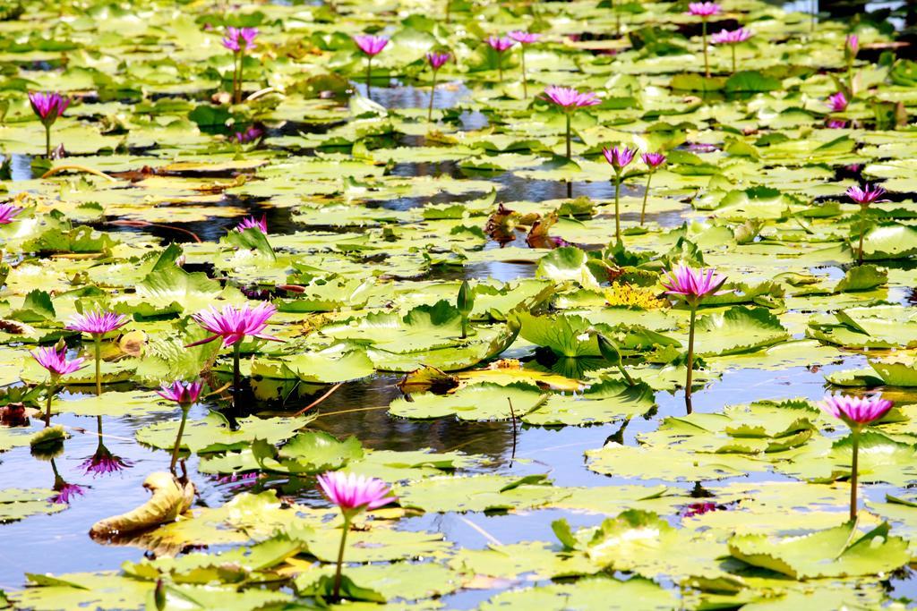 Saree Lagoon Villa Koh Samui Lipa Noi Exterior foto